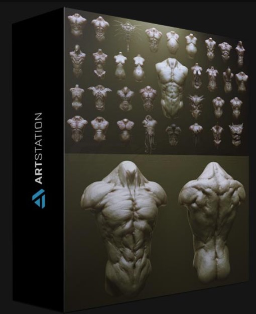 ARTSTATION – TORSOS – 33 CHARACTER & CREATURE ZBRUSH INSERTMESH BRUSH