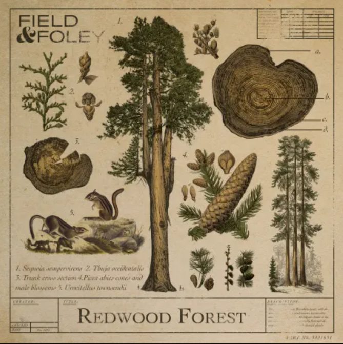 Field and Foley Redwood Forest